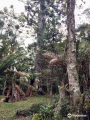 Maior Araucaria da Serra Catarinense