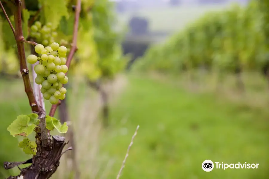 a'Beckett's Vineyard