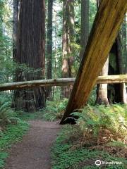 Grizzly Creek Redwoods State Park