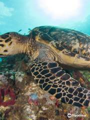 Tropicalsub Diving - Club de plongée