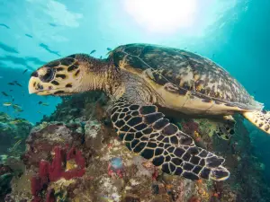 Tropicalsub Diving