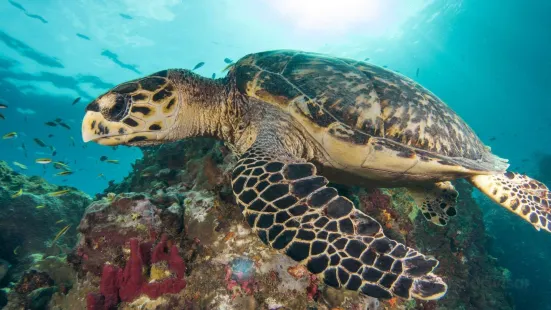 Tropicalsub Diving