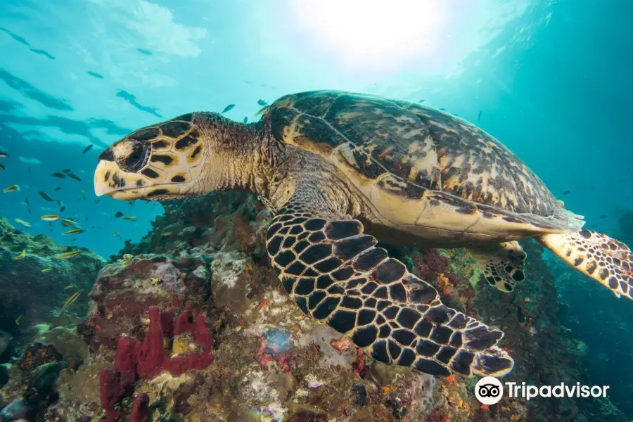 Tropicalsub Diving