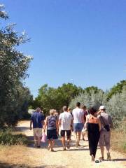 Monterosa Olive Oil Farm