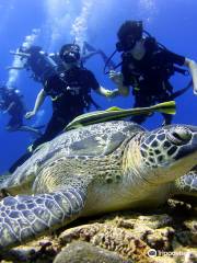 Gili Meno Sea Turtle Sanctuary