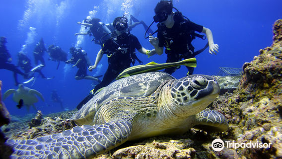 Gili Meno Sea Turtle Sanctuary