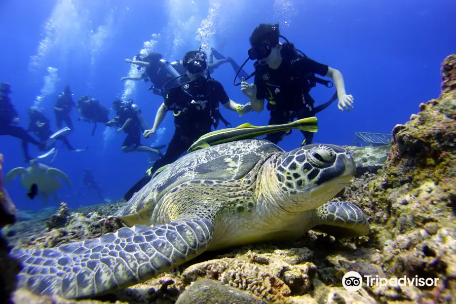 Gili Meno Sea Turtle Sanctuary