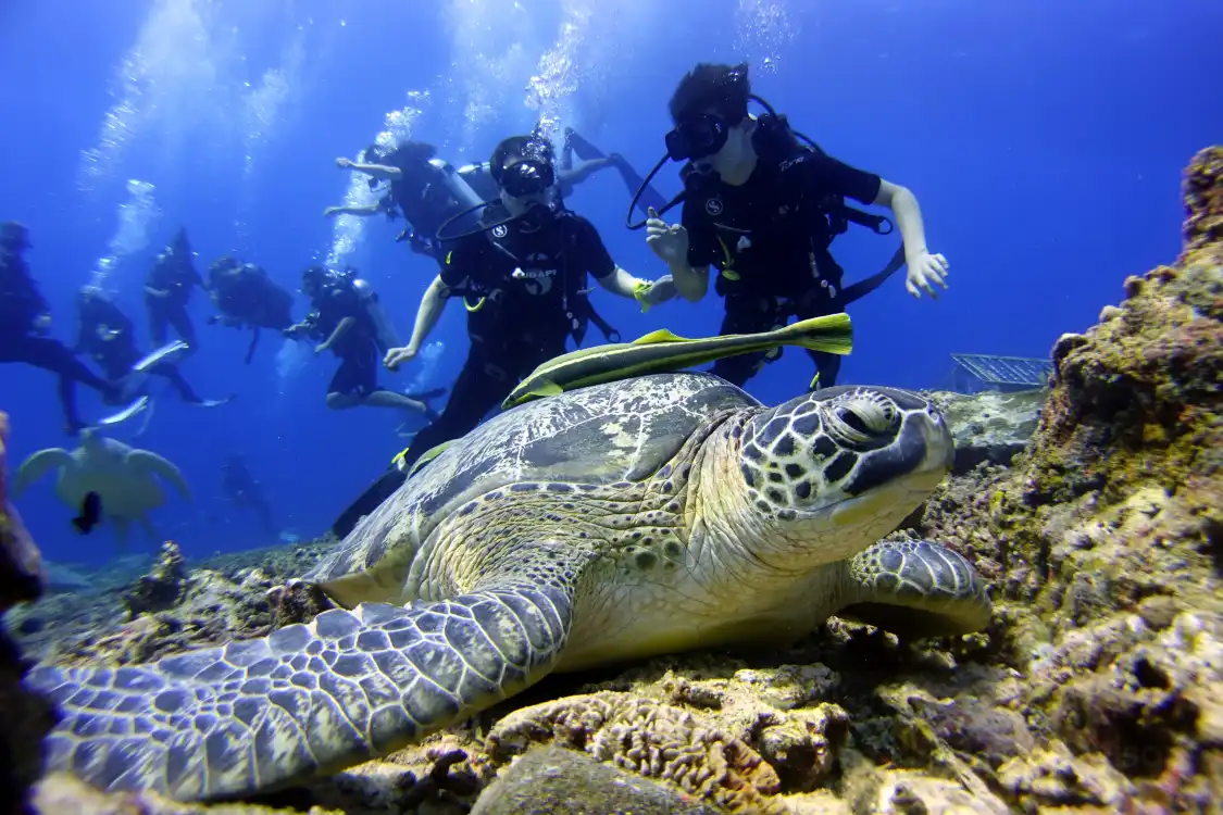 Hotels near Gili Meno Sea Turtle Sanctuary