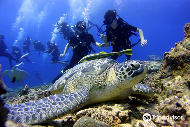 Gili Meno Turtle Sanctuary