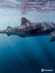 Exmouth Dive & Whalesharks Ningaloo