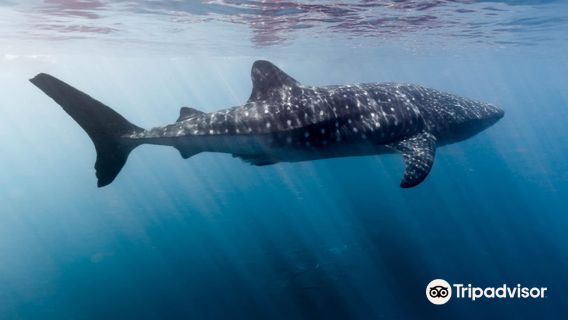 Exmouth Dive & Whalesharks Ningaloo