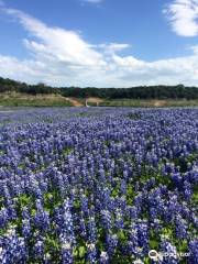 Muleshoe Bend Recreation Area