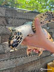 Galbokka Sea Turtle Hatchery