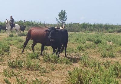 Manade du Grand Salan