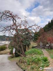 御霊もみじ(御霊神社)