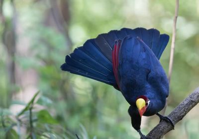 Birdwatching in The Gambia