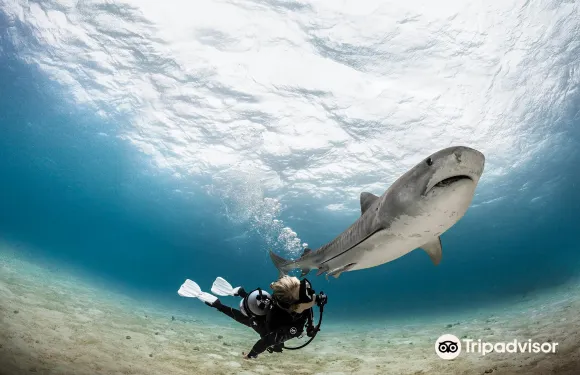 塞納河畔阿涅爾