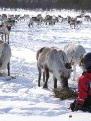 Reindeer Farm Petri Mattus