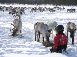 佩特裡馬特斯馴鹿農場 Reindeer Farm Petri Mattus