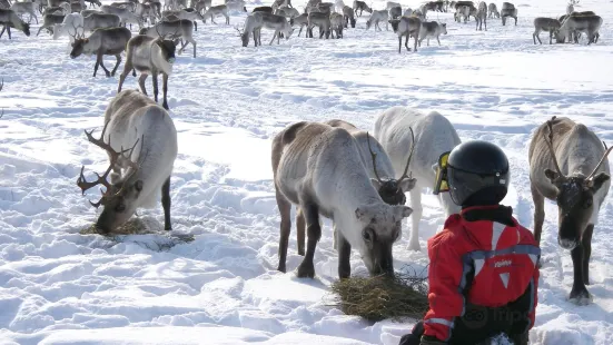 佩特裡馬特斯馴鹿農場 Reindeer Farm Petri Mattus