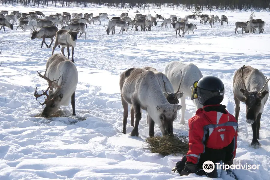 Reindeer Farm Petri Mattus