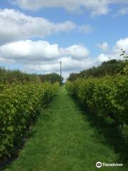 Cwm Deri Vineyard