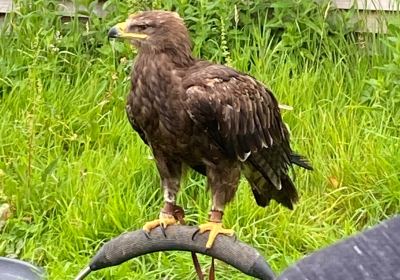 South Cave Falconry