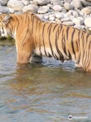 Tigers in Corbett