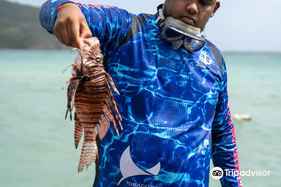 Tobago Dive Experience