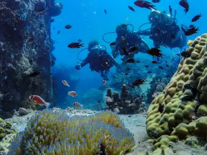 Koh Tao Scuba Club