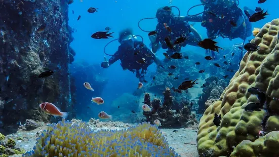 Koh Tao Scuba Club