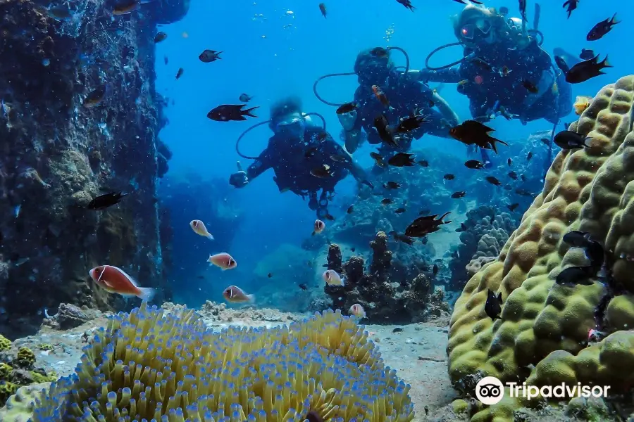 Koh Tao Scuba Club