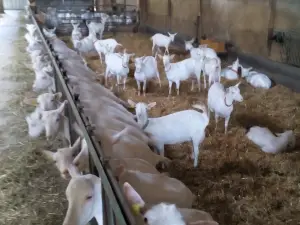 La Chevre du Vrizon Earl