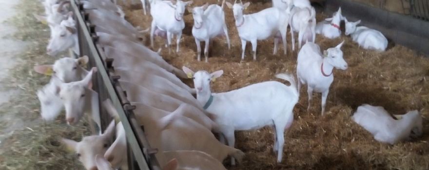 La Chevre du Vrizon Earl
