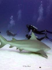 Pura Vida Diving