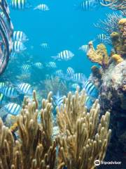 Dive Carriacou