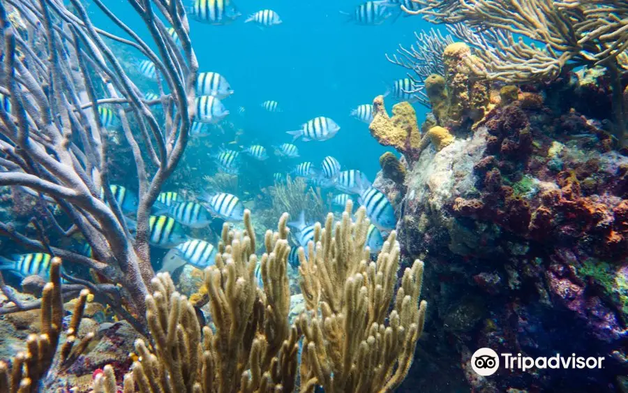 Dive Carriacou