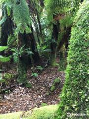 Notley Fern Gorge State Reserve