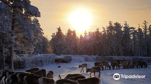 Kujala Reindeer Farm