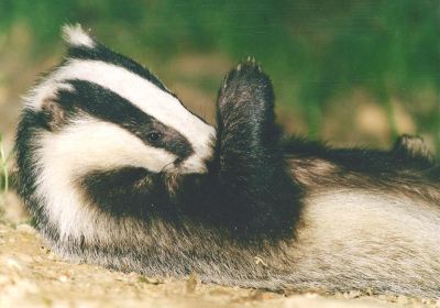 Devon Badger Watch