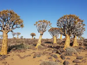 Quivertree Forest and Giant's Playground