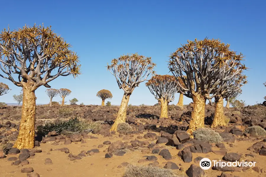 Quivertree Forest and Giant's Playground