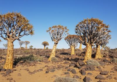 Quivertree Forest and Giant's Playground
