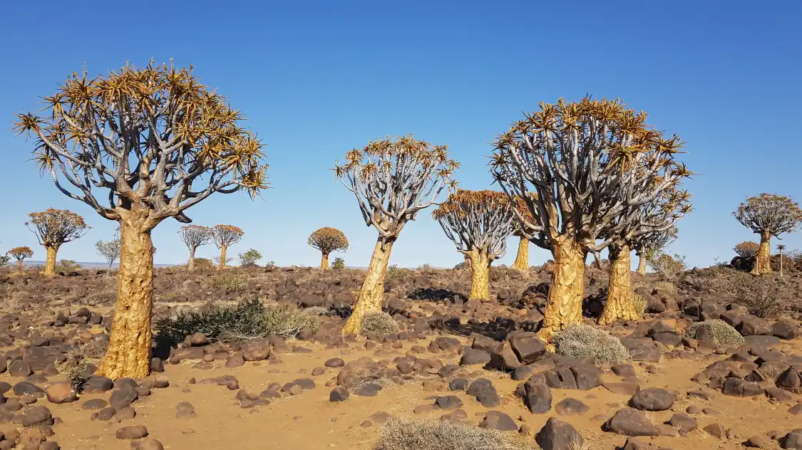 퀴버트리 숲과 거인의 놀이터 주변 호텔