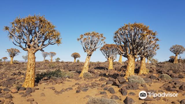 Quivertree Forest and Giant's Playground