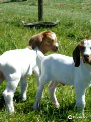 Chew Valley Animal Park