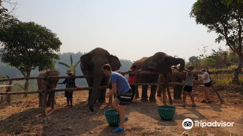 the north of thailand elephant camp