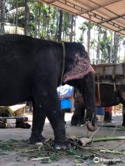 Elephant Junction Thekkady