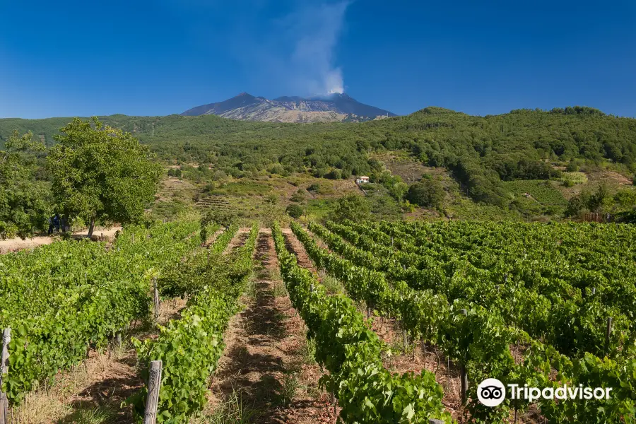 Tenuta Monte Gorna