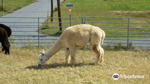 Heifer International